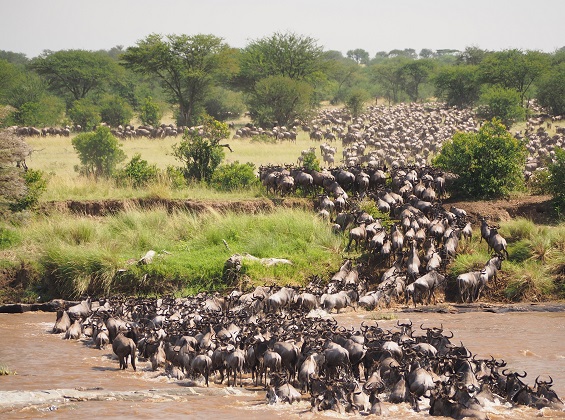 Tanzania Serengeti Great Wildebeests Migration